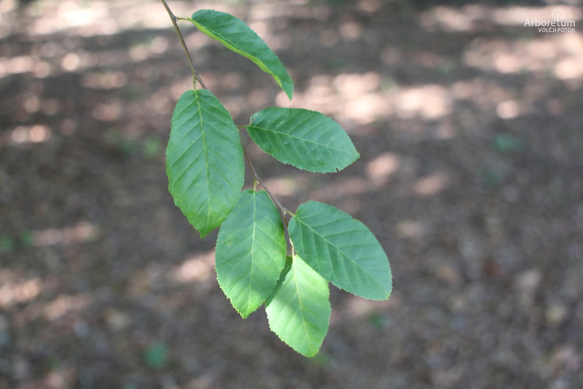 L-7-25_Carpinus tschonoskii_v7
