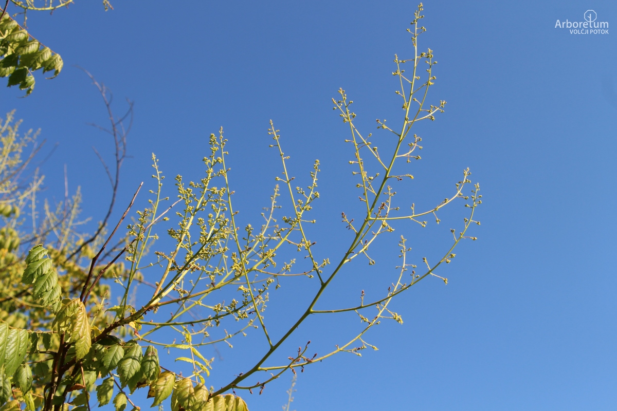 L-7-42_Koelreuteria paniculata ‘September Gold’_c2