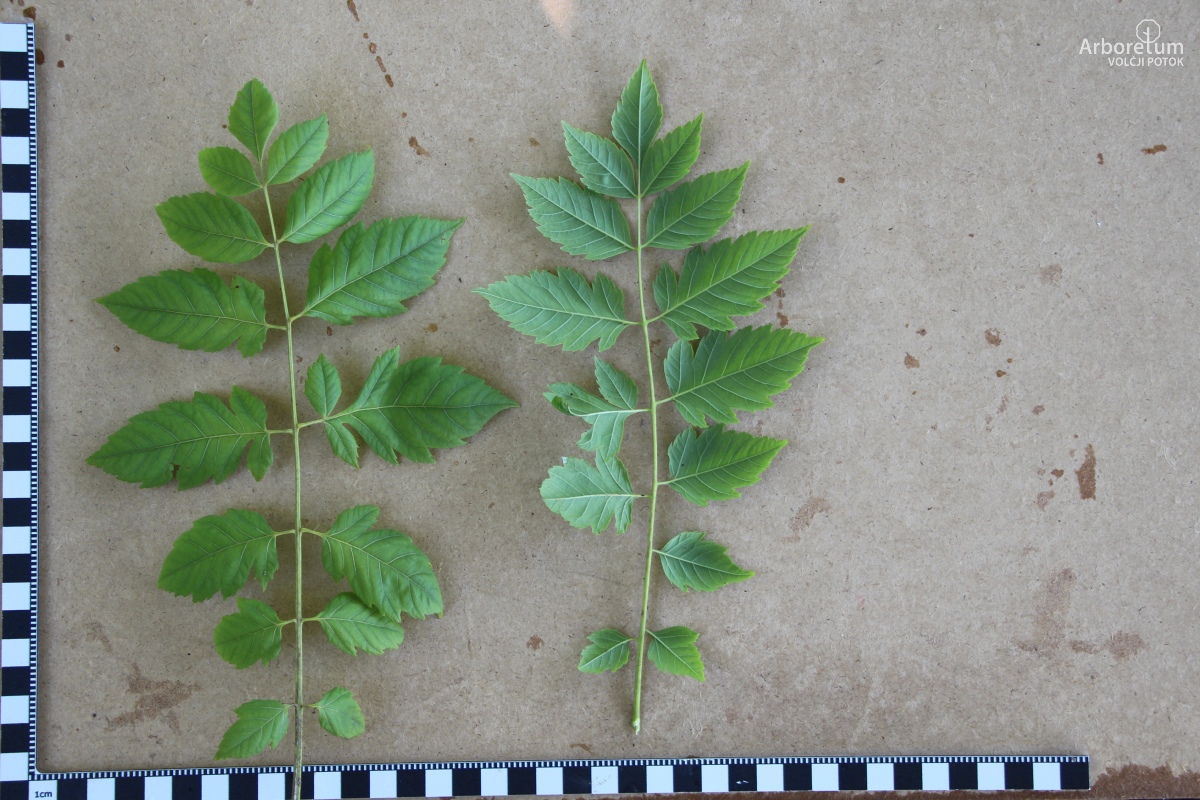 L-7-42_Koelreuteria paniculata ‘September Gold’_l5