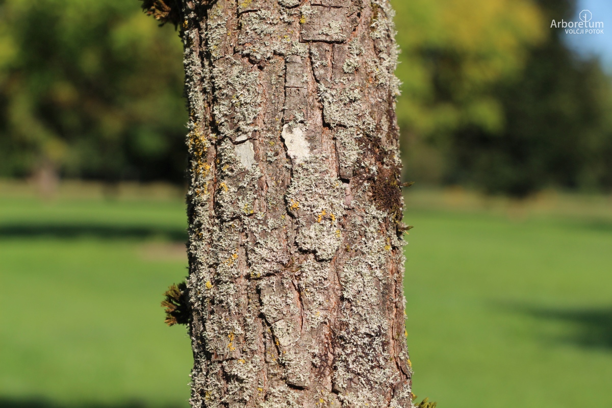 L-7-45_Koelreuteria paniculata ‘September Gold’_d