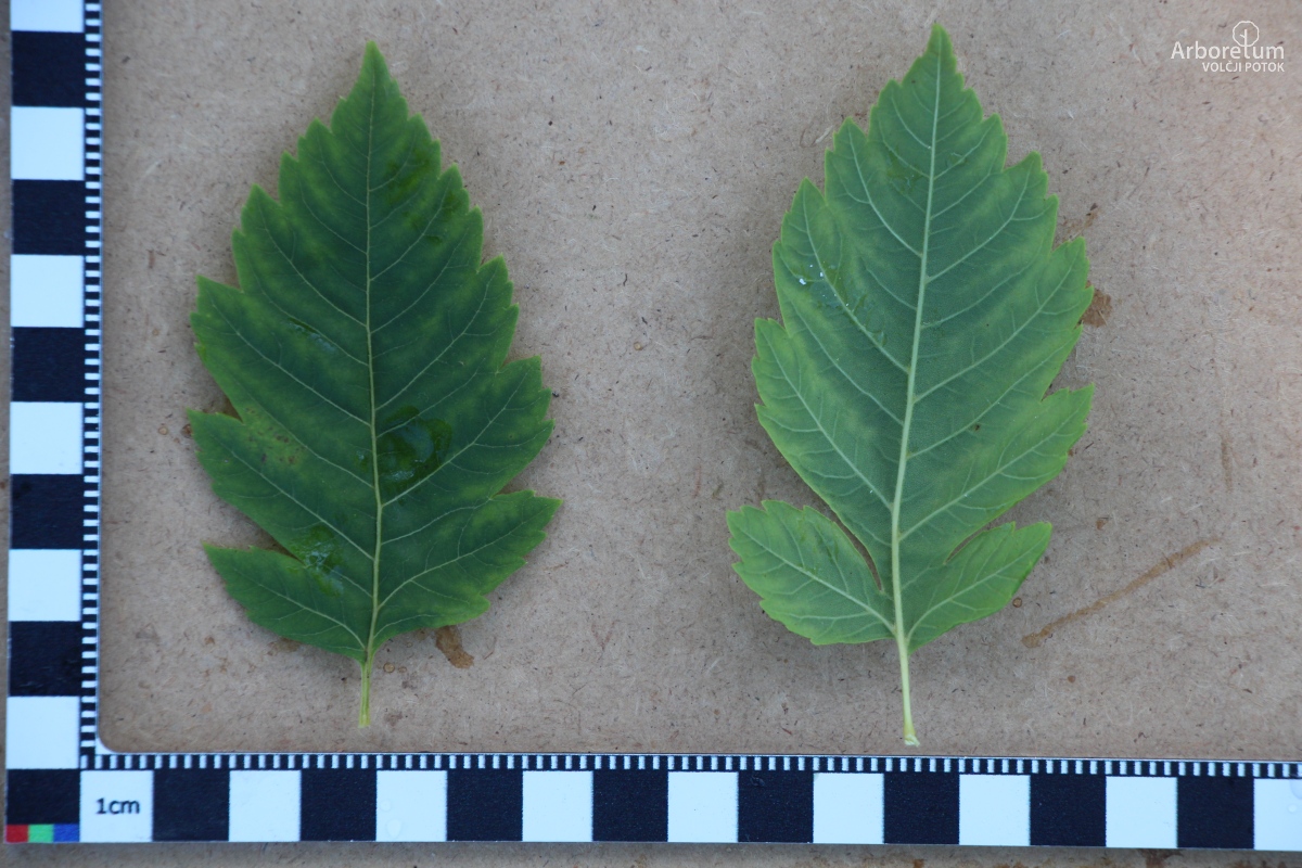 L-7-45_Koelreuteria paniculata ‘September Gold’_l5