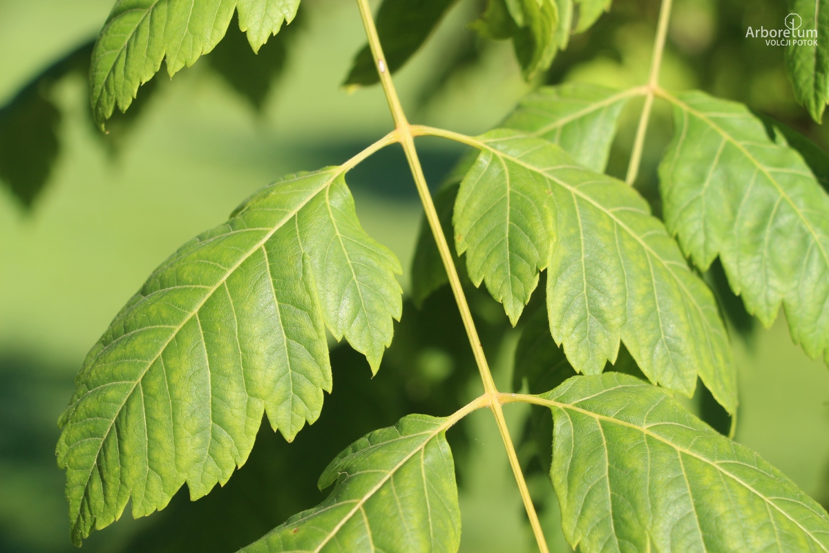 L-7-45_Koelreuteria paniculata ‘September Gold’_v2