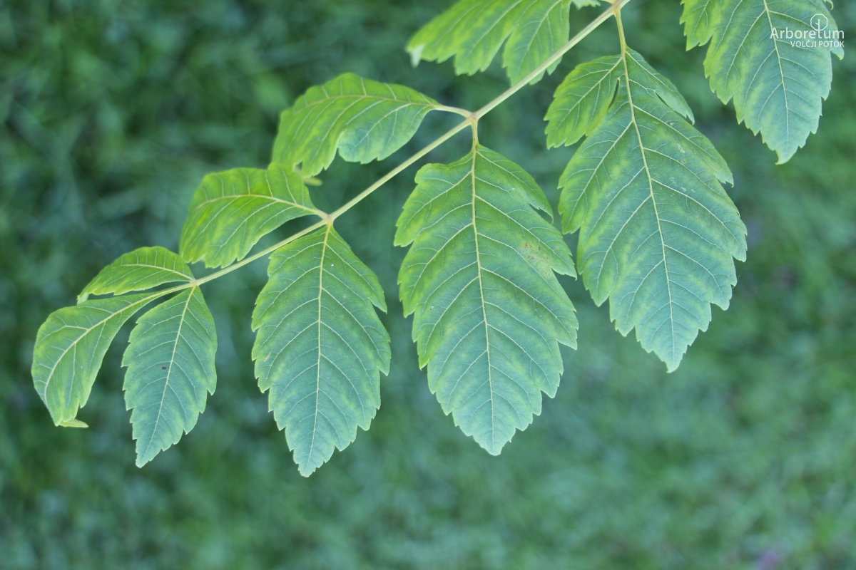 L-7-45_Koelreuteria paniculata ‘September Gold’_v3