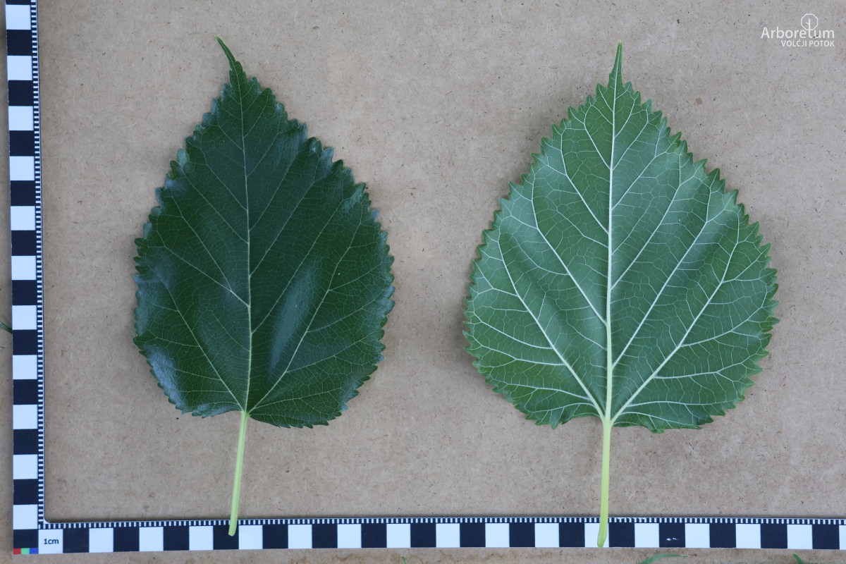 L-8-88_Morus alba_l5