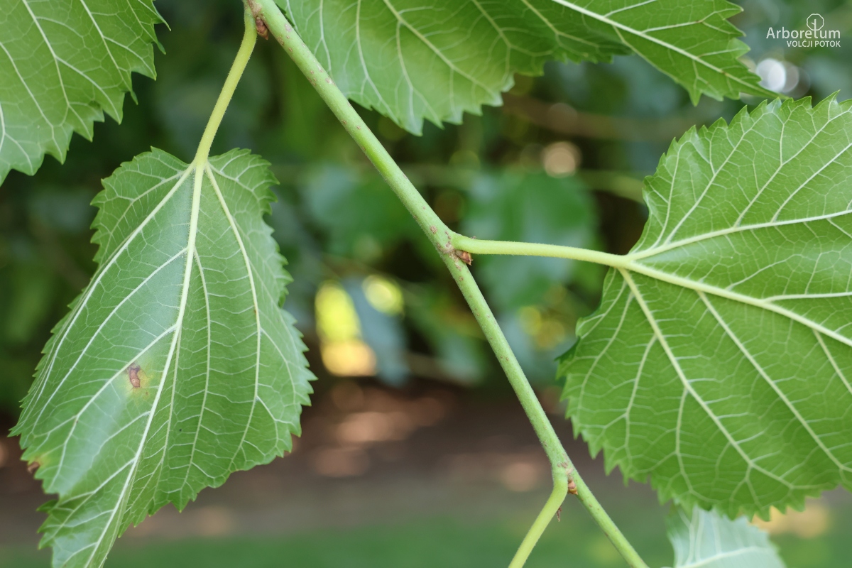 L-8-88_Morus alba_v2