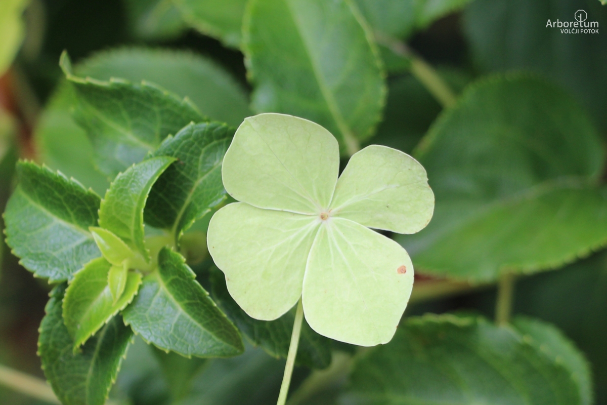 L-9-58_Hydrangea petiolaris_c