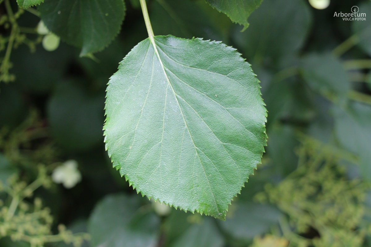 L-9-58_Hydrangea petiolaris_l