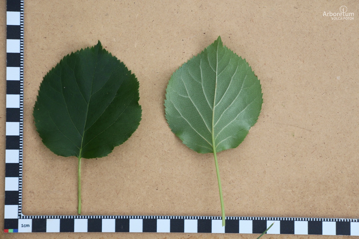 L-9-58_Hydrangea petiolaris_l5
