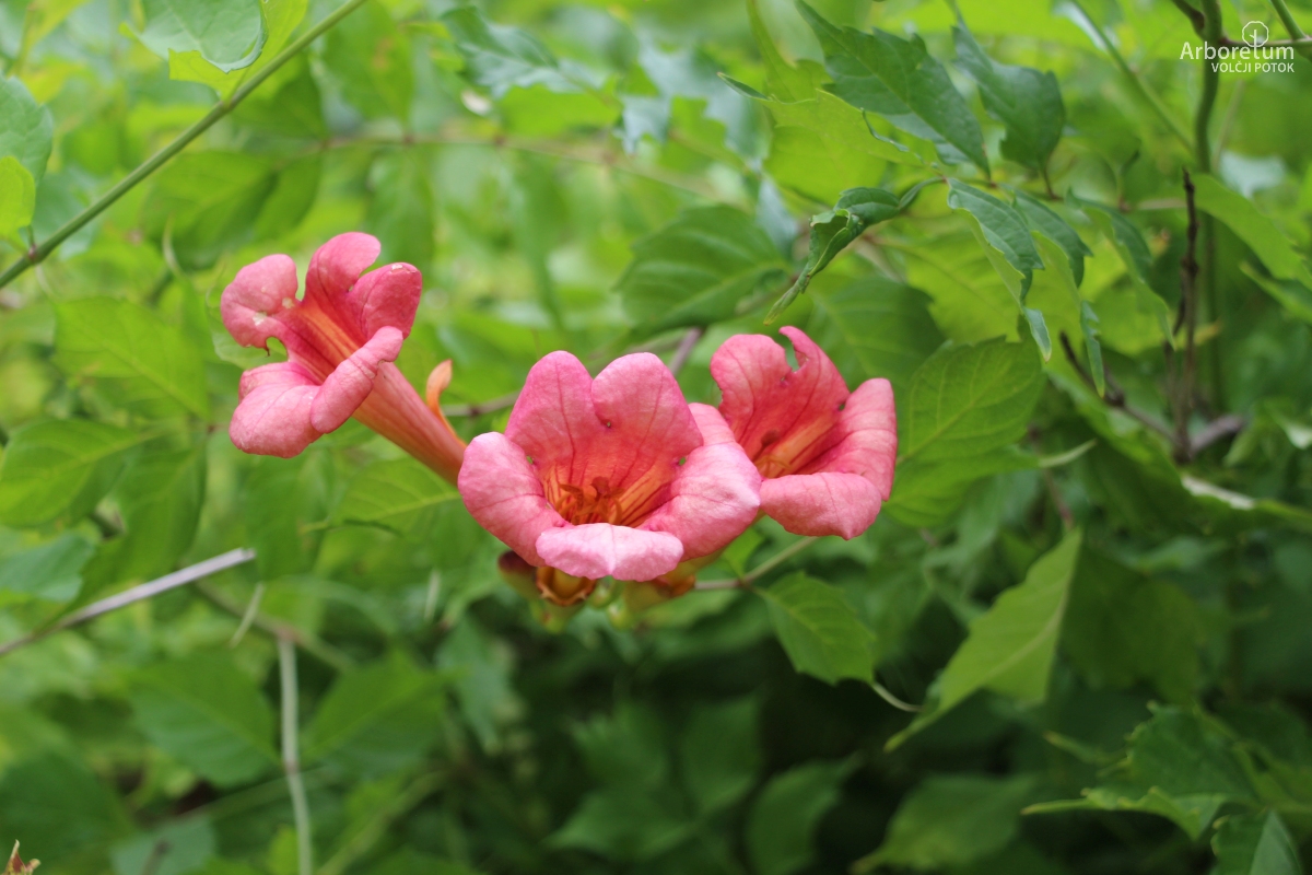 L-9-59_Campsis radicans_c