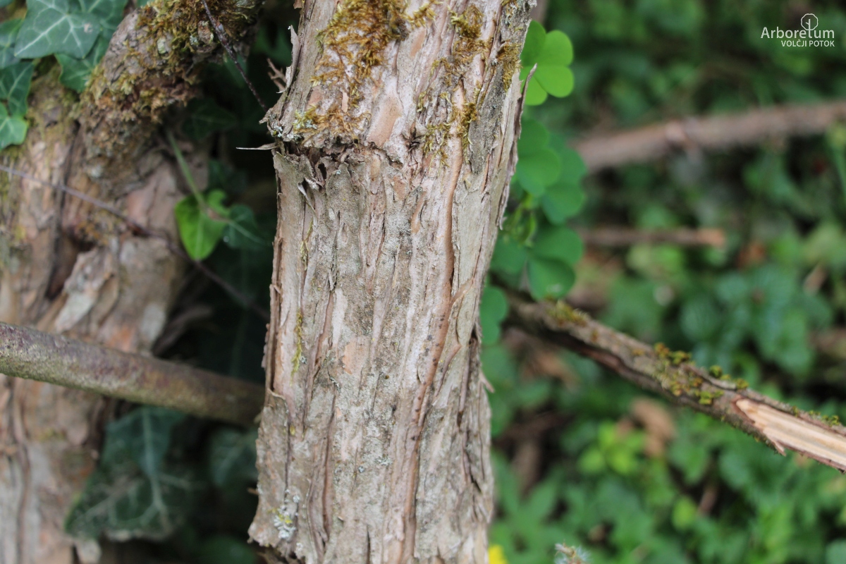 L-9-59_Campsis radicans_d