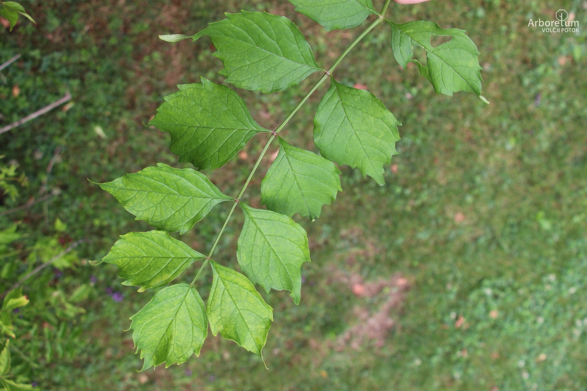 L-9-59_Campsis radicans_v