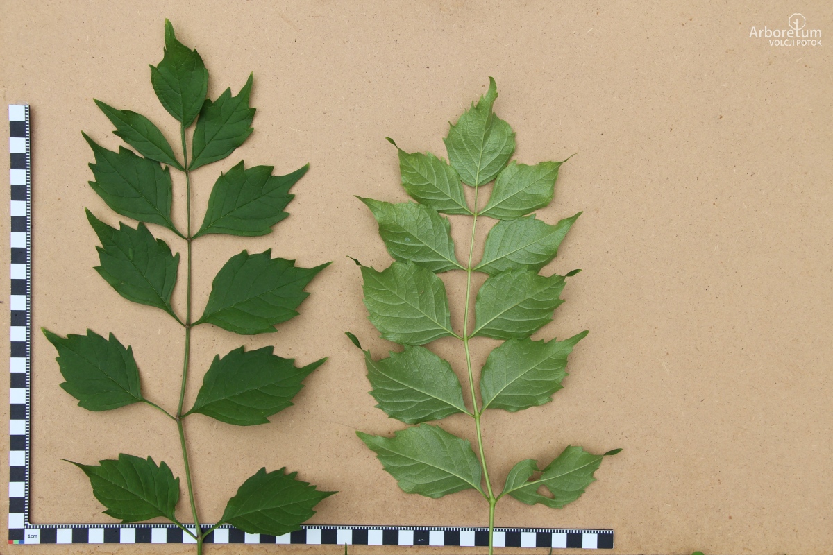 L-9-59_Campsis radicans_v2