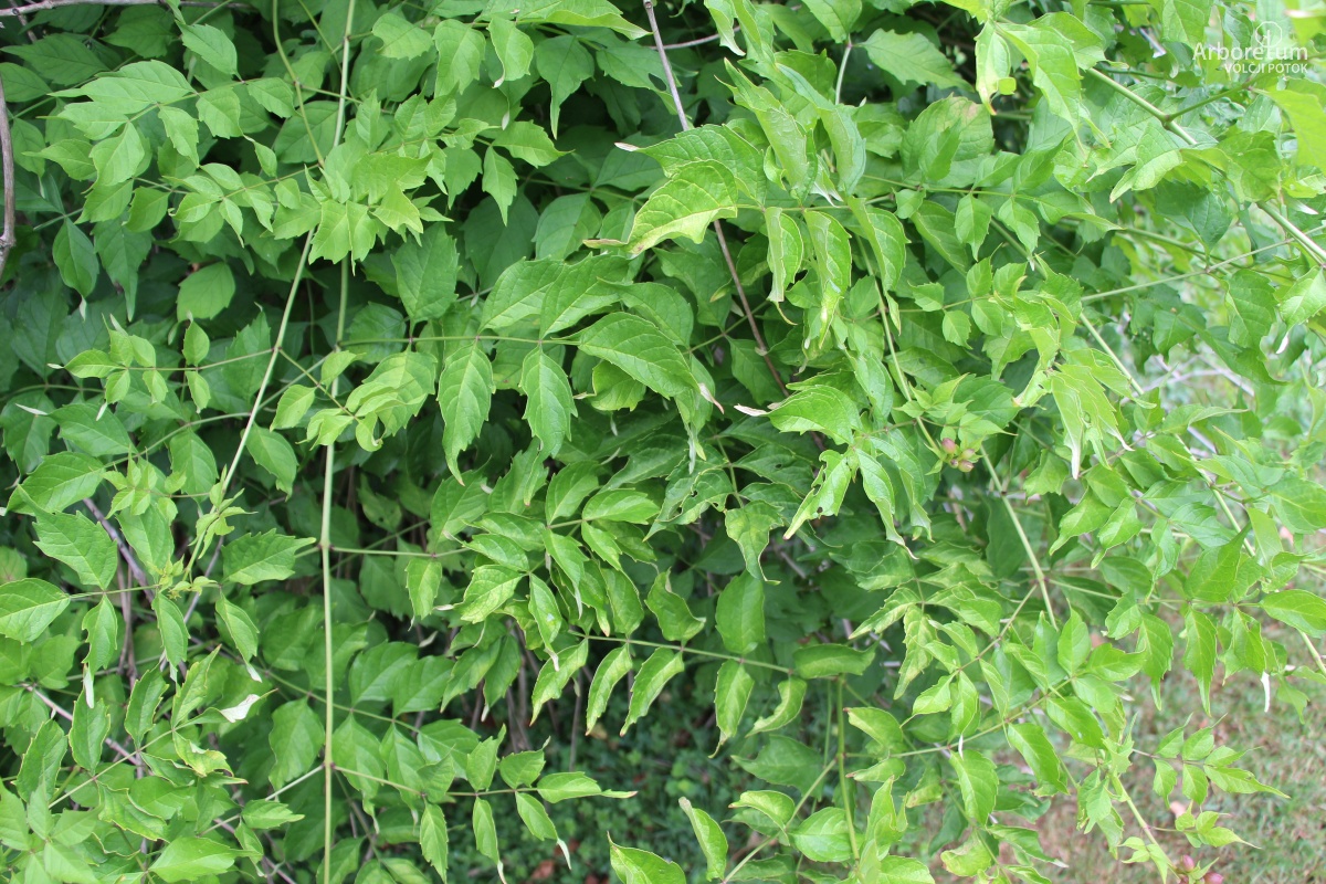 L-9-59_Campsis radicans_v3