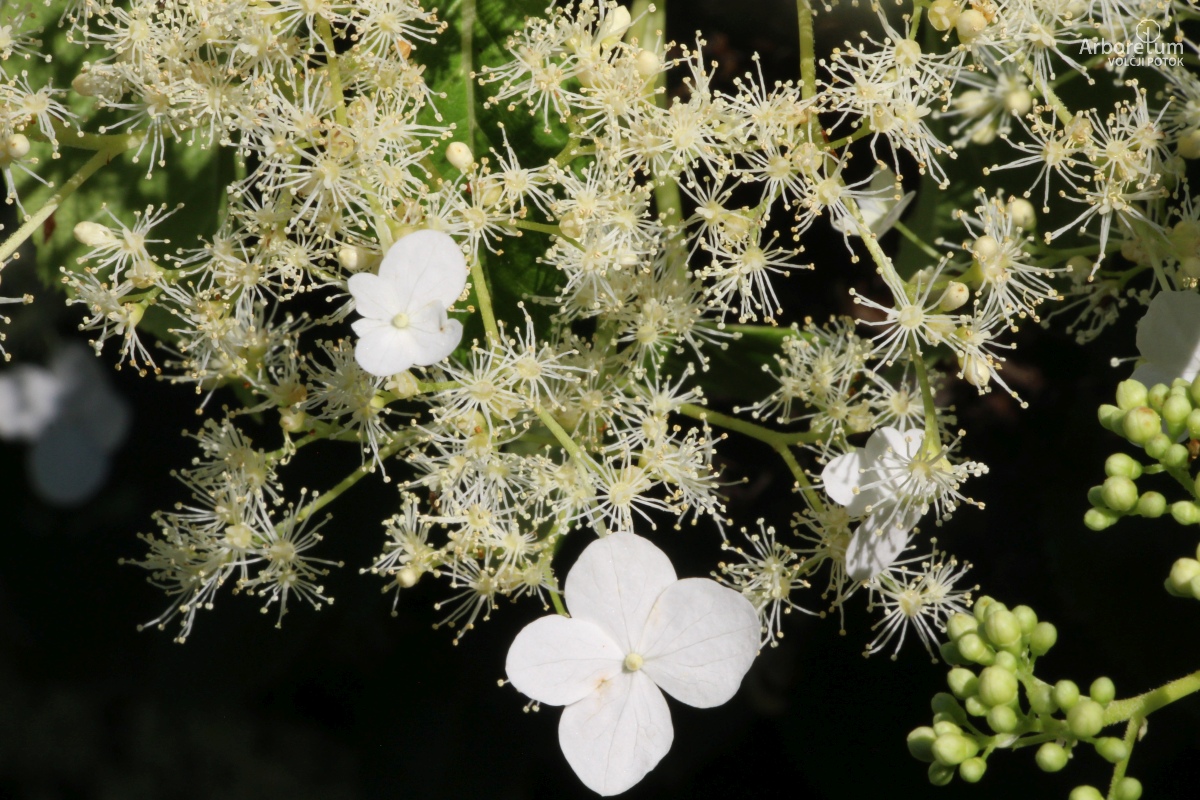 L-9-58_Hydrangea petiolaris_c56_junij