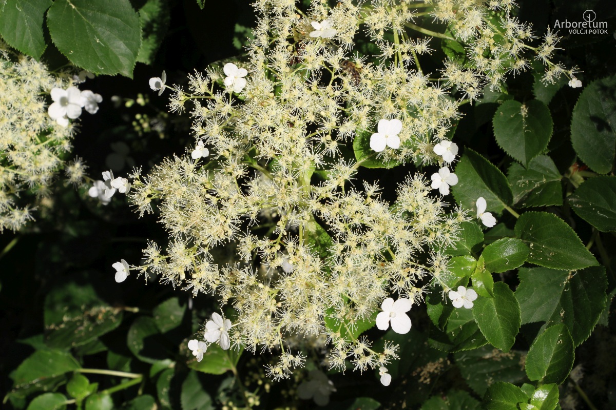 L-9-58_Hydrangea petiolaris_c57_junij