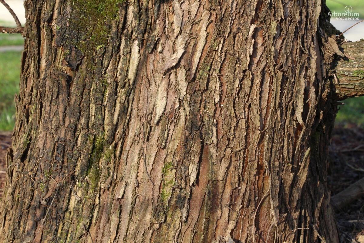 N-1-1_Metasequoia glyptostroboides_d4