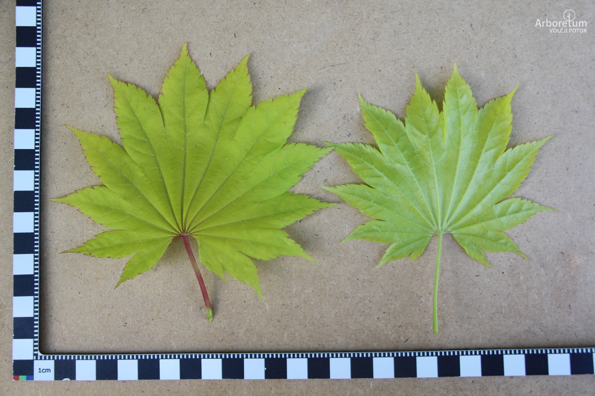 E-3-110_Acer shirasawanum ‘Aureum’_c16_maj