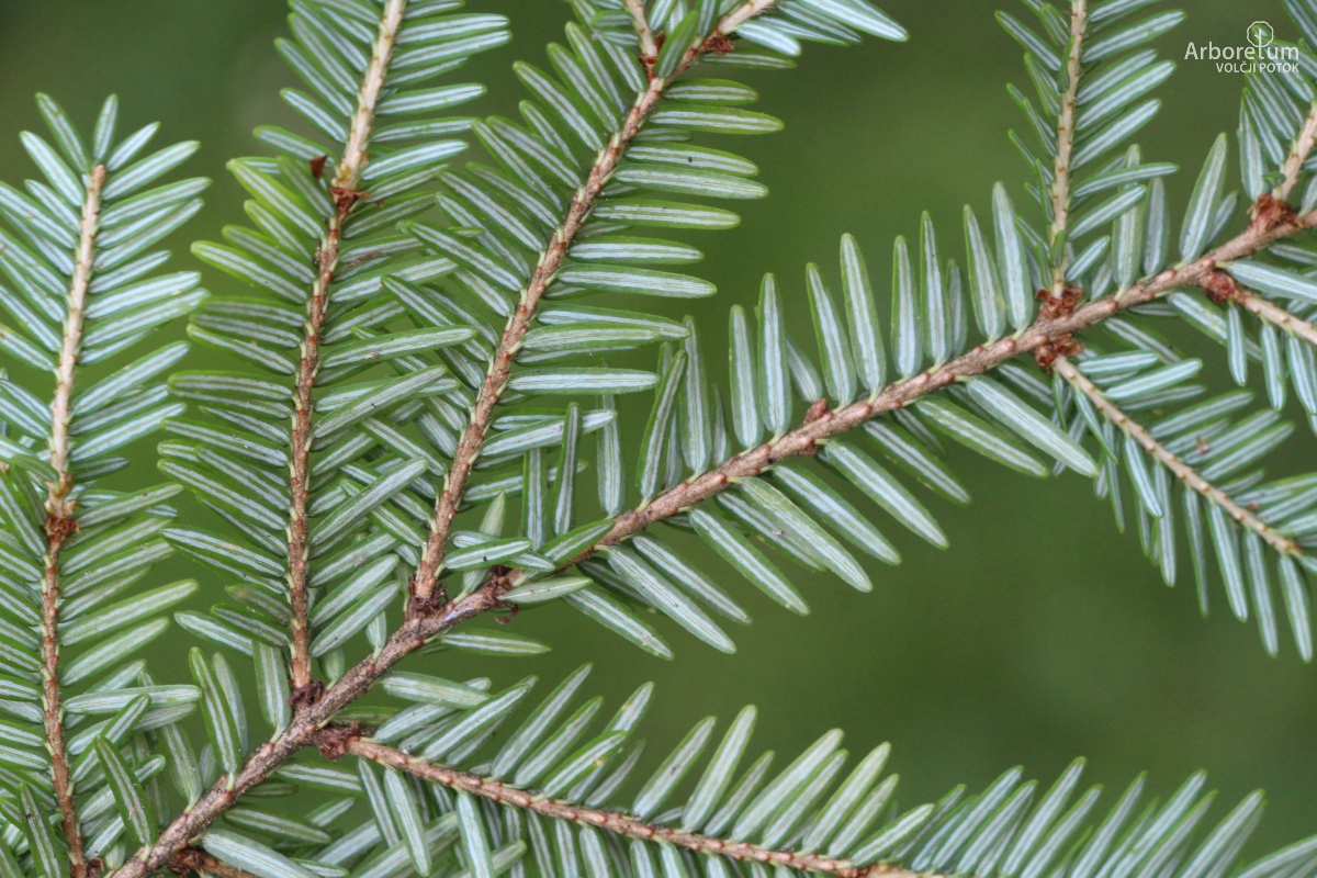 J-8-11_Tsuga canadensis_v13