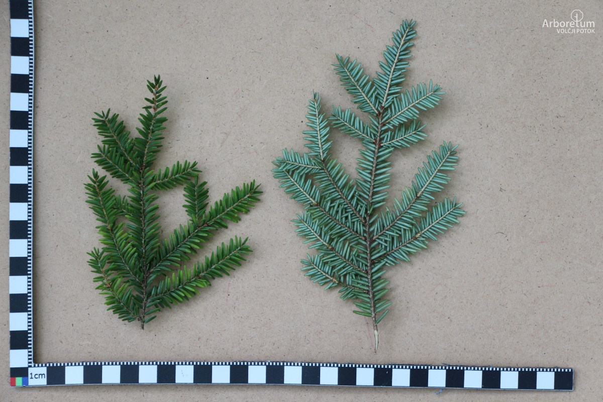 J-8-11_Tsuga canadensis_v15