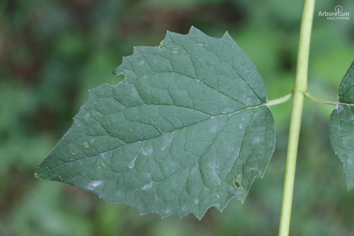 K-2-69_Philadelphus coronarius_l
