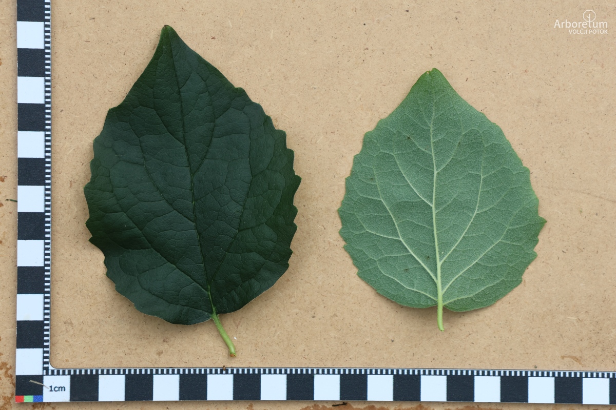 K-2-69_Philadelphus × virginalis_l55