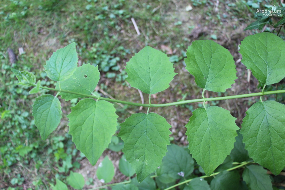 K-2-69_Philadelphus × virginalis_v