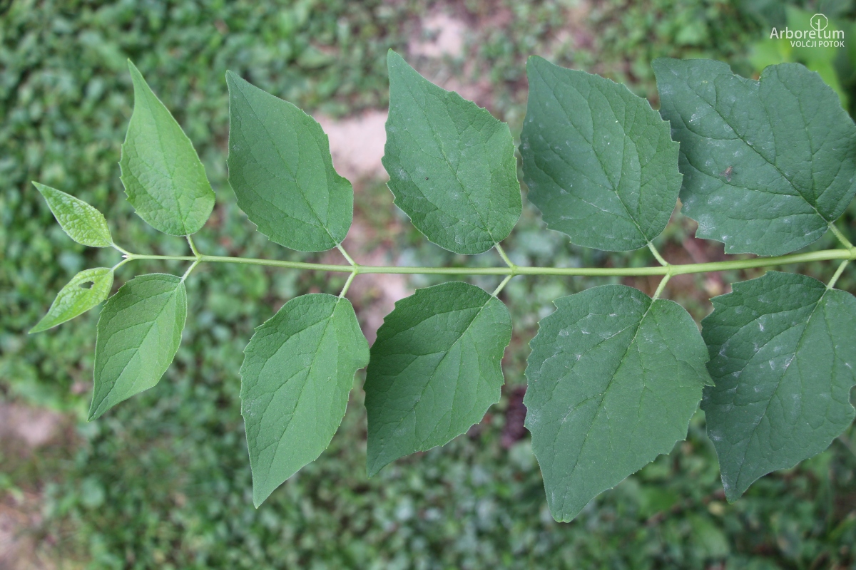 K-2-69_Philadelphus × virginalis_v2