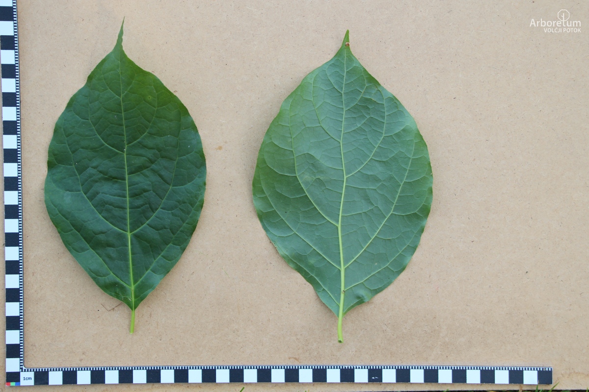 L-1-112_Sinocalycanthus chinensis_l5