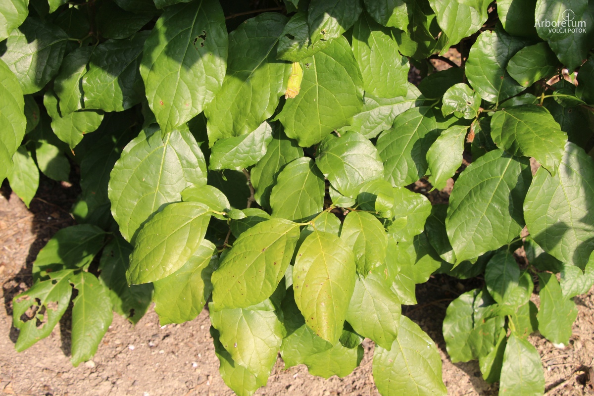 L-1-112_Sinocalycanthus chinensis_v