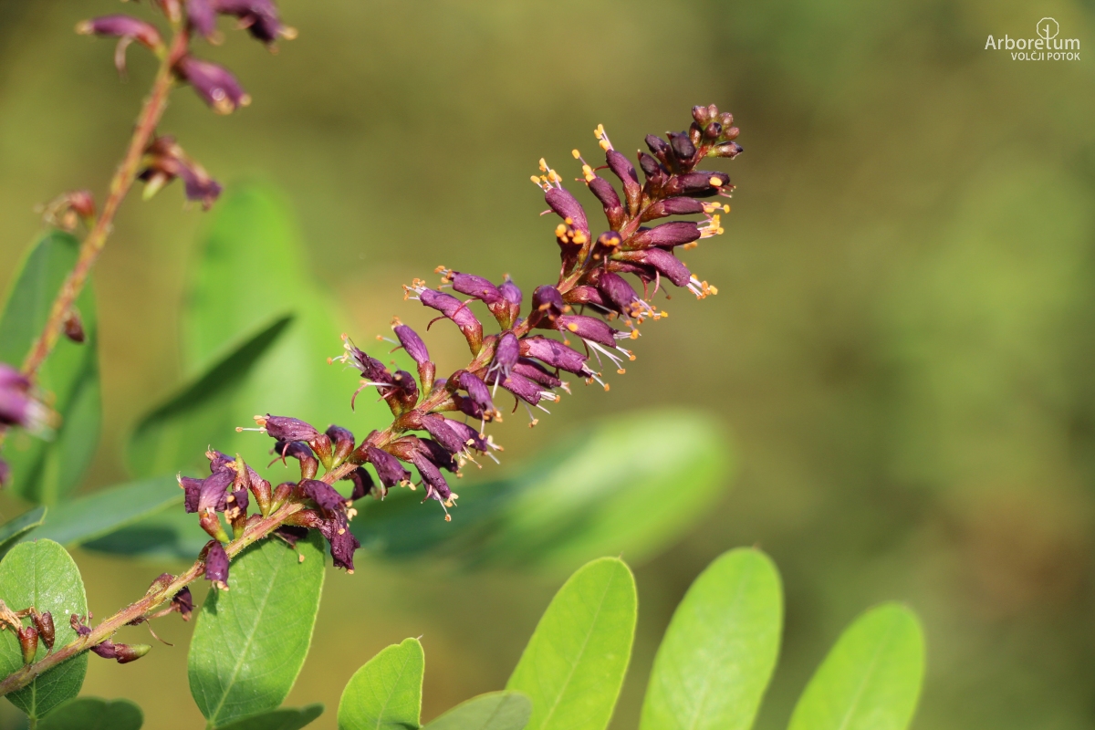 L-1-129_Amorpha ouachitensis_c2