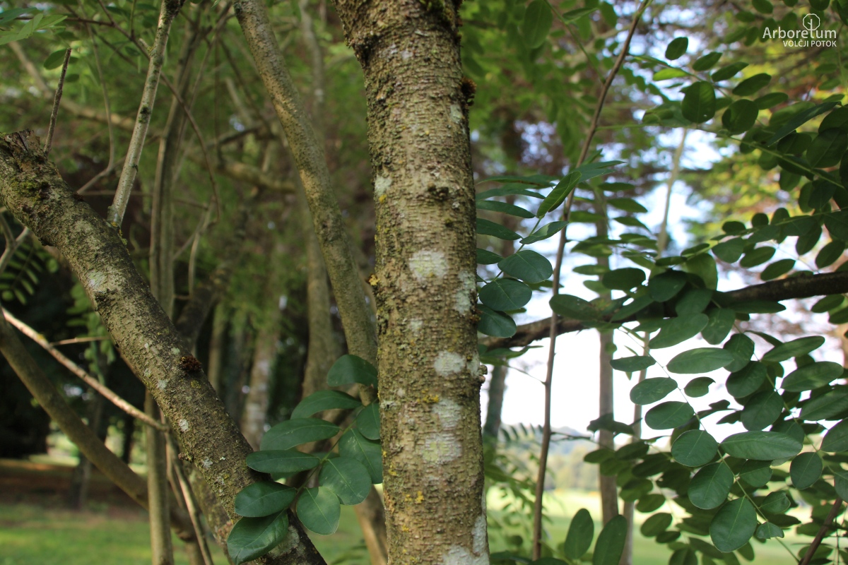 L-1-129_Amorpha ouachitensis_d