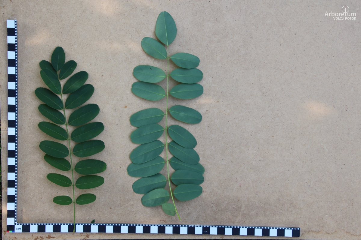 L-1-129_Amorpha ouachitensis_l5