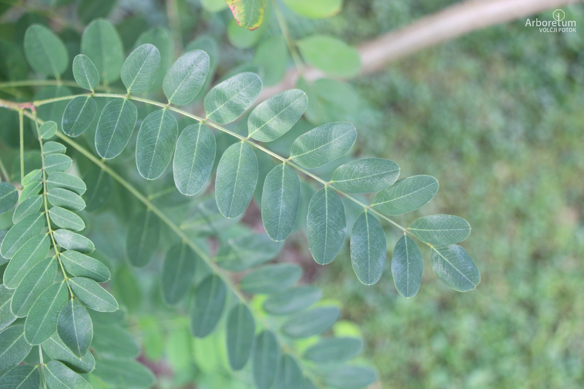 L-1-129_Amorpha ouachitensis_v
