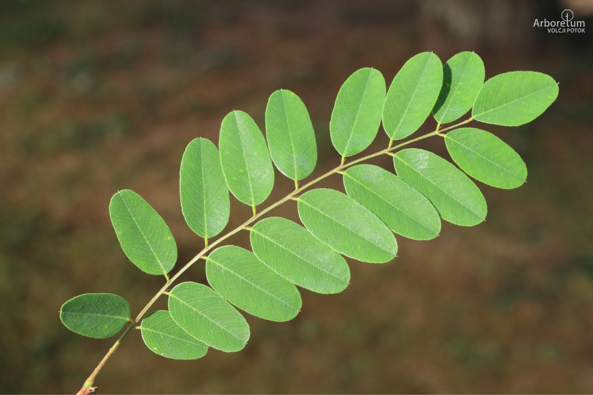 L-1-129_Amorpha ouachitensis_v19