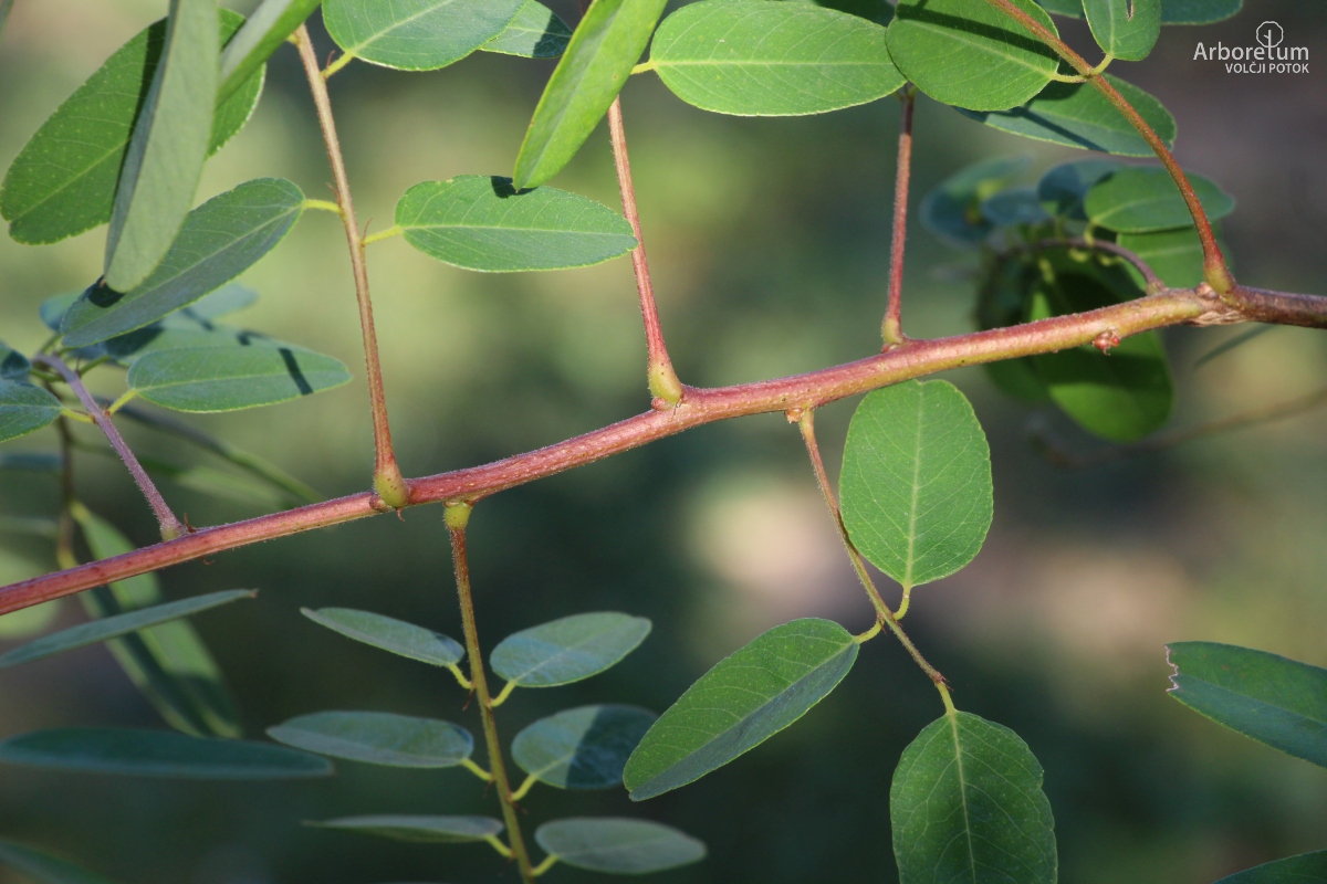 L-1-129_Amorpha ouachitensis_v21