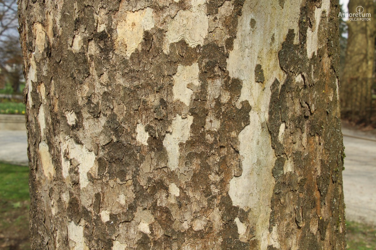 L-1-23_Platanus orientalis ‘Digitata’_d4