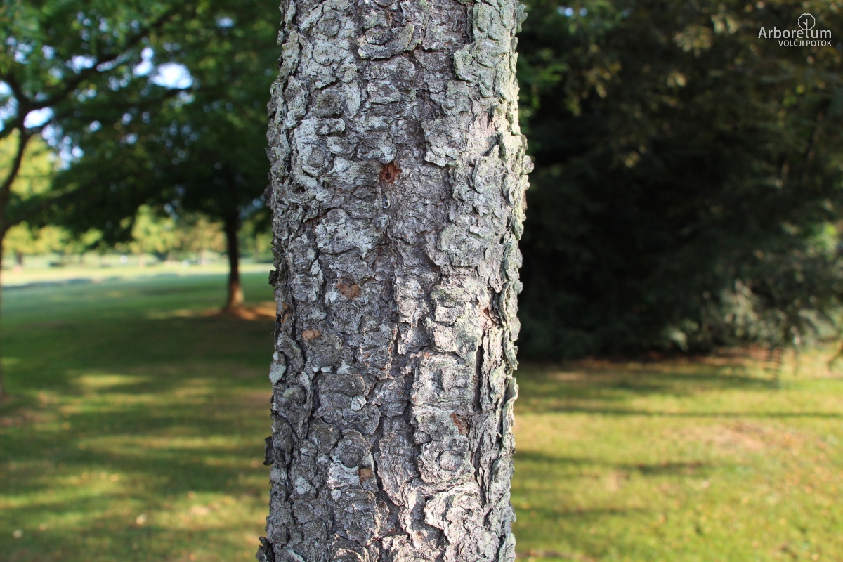 L-1-93_Pinus ponderosa_d