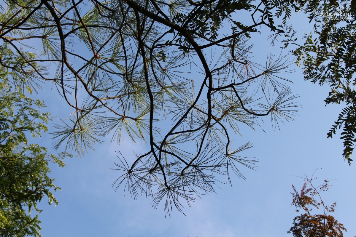 L-1-93_Pinus ponderosa_v