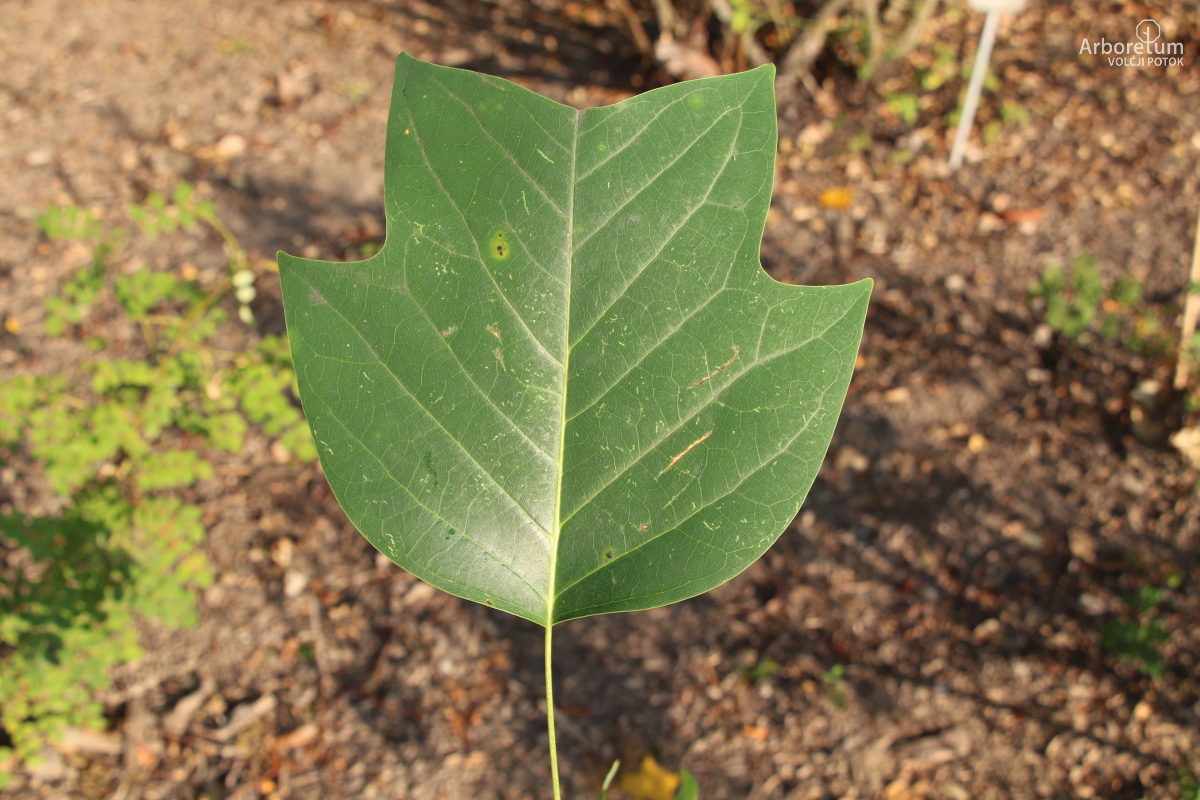 L-1-97_Liriodendron x sinoamericanum ‘Doc Deforce’s Delight’_l