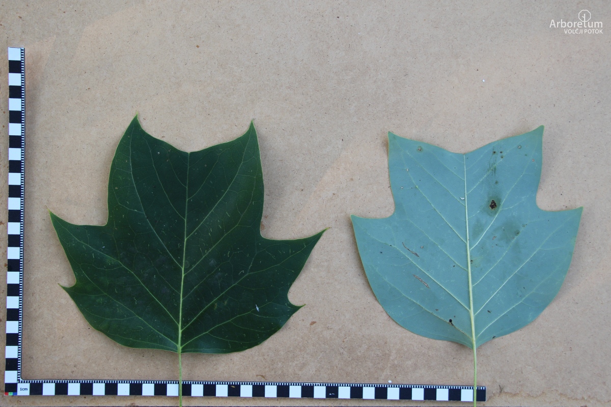 L-1-97_Liriodendron x sinoamericanum ‘Doc Deforce’s Delight’_l5