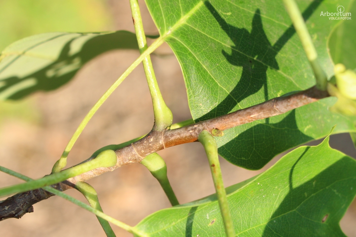 L-1-97_Liriodendron x sinoamericanum ‘Doc Deforce’s Delight’_v