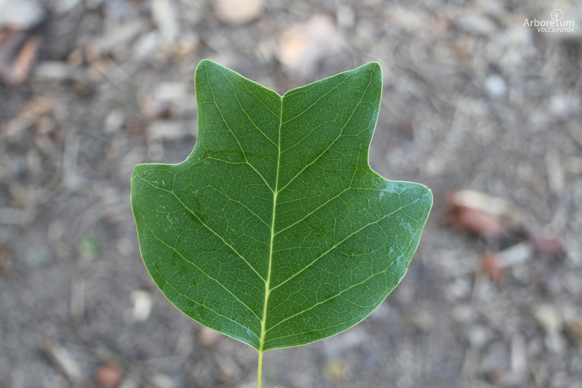 L-1-98_Liriodendron chinense ‘J.C. Raulston’_l