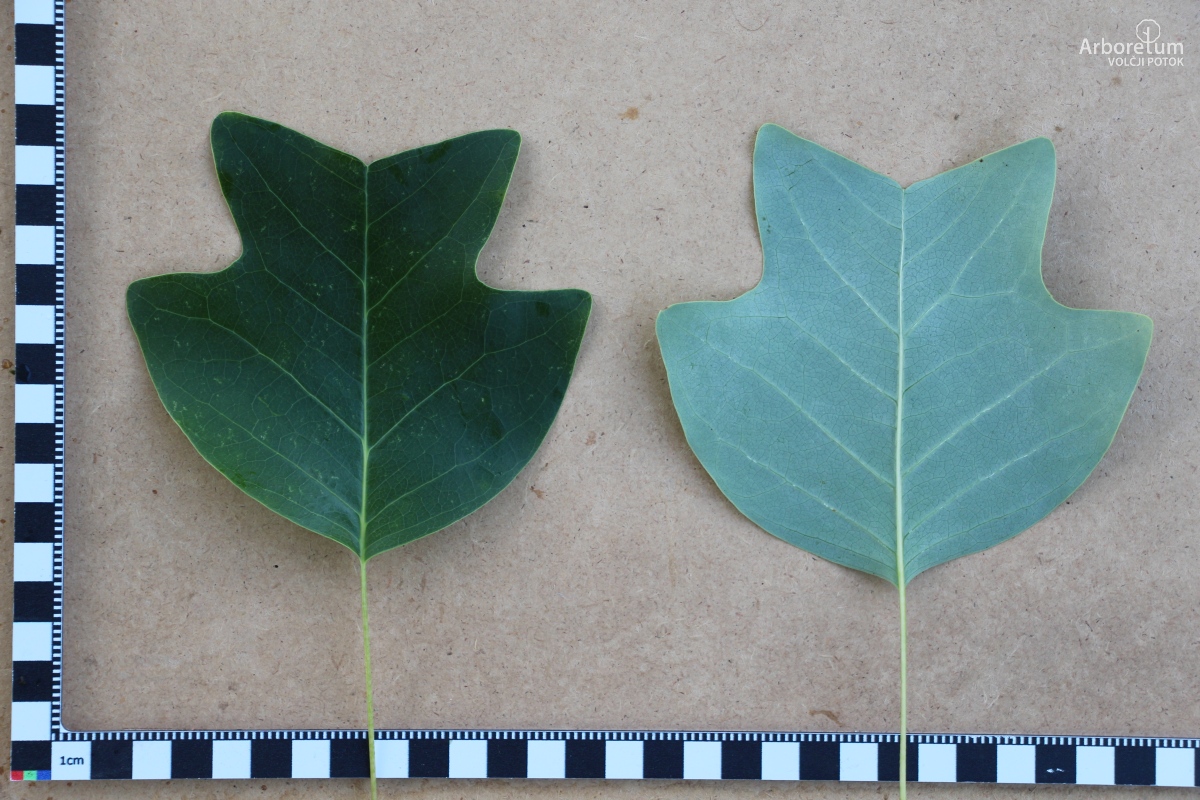 L-1-98_Liriodendron chinense ‘J.C. Raulston’_l5
