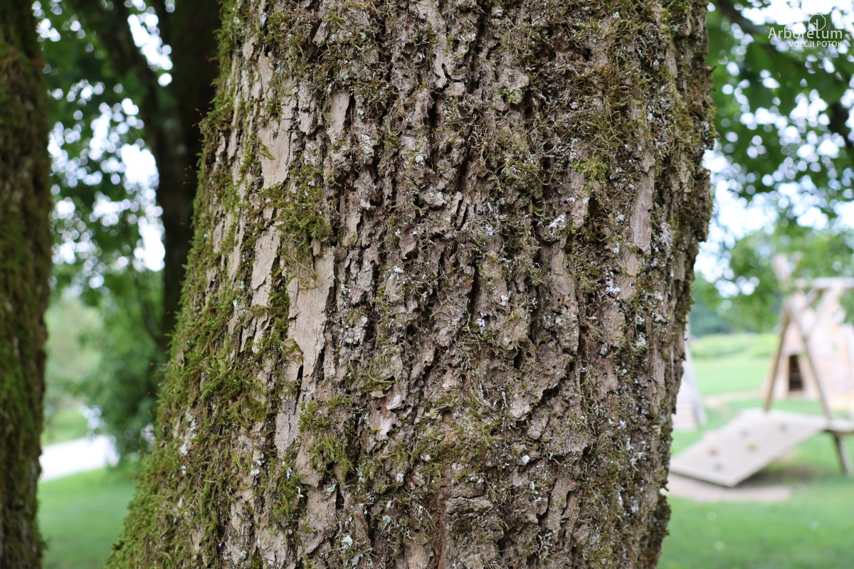 L-10-97_Fraxinus nigra_d