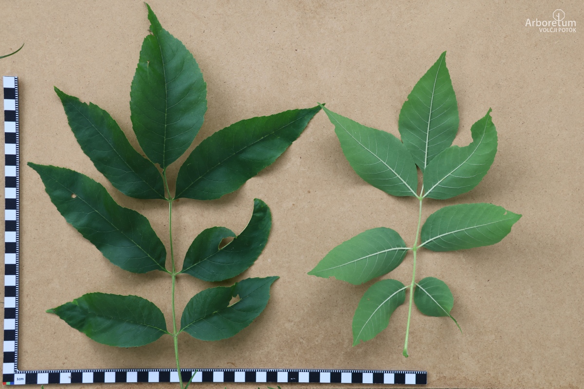 L-10-97_Fraxinus nigra_l5
