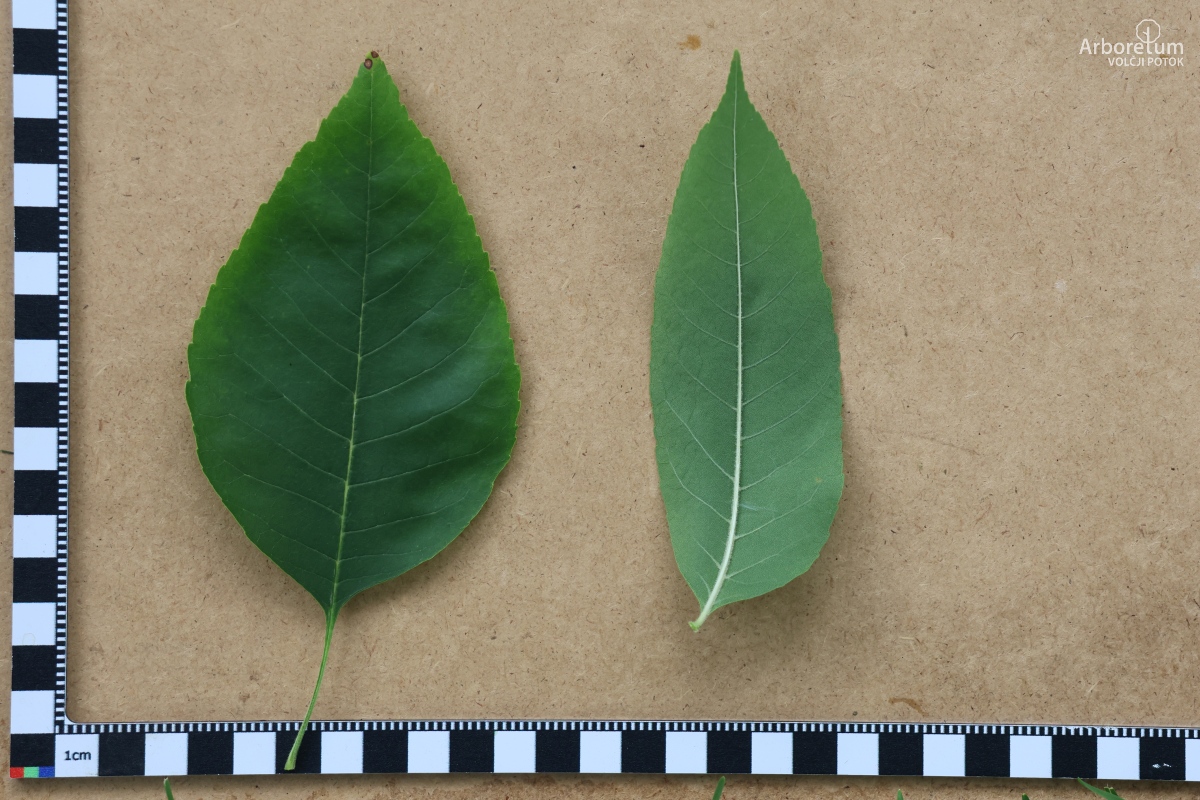 L-10-97_Fraxinus nigra_l6