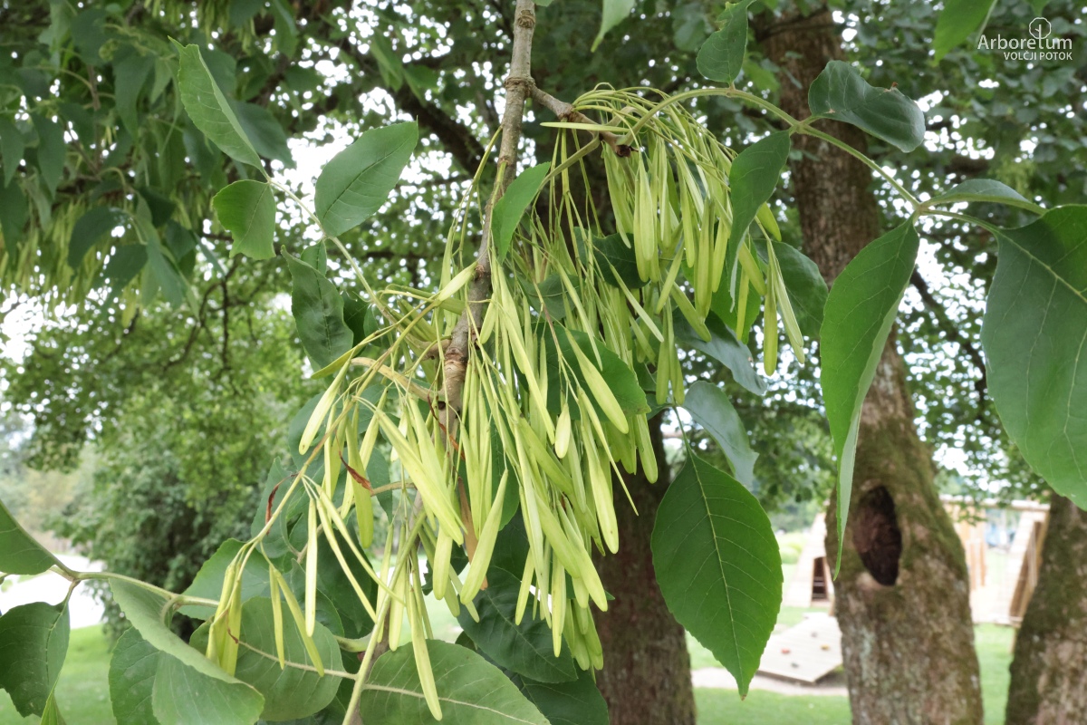 L-10-97_Fraxinus nigra_p