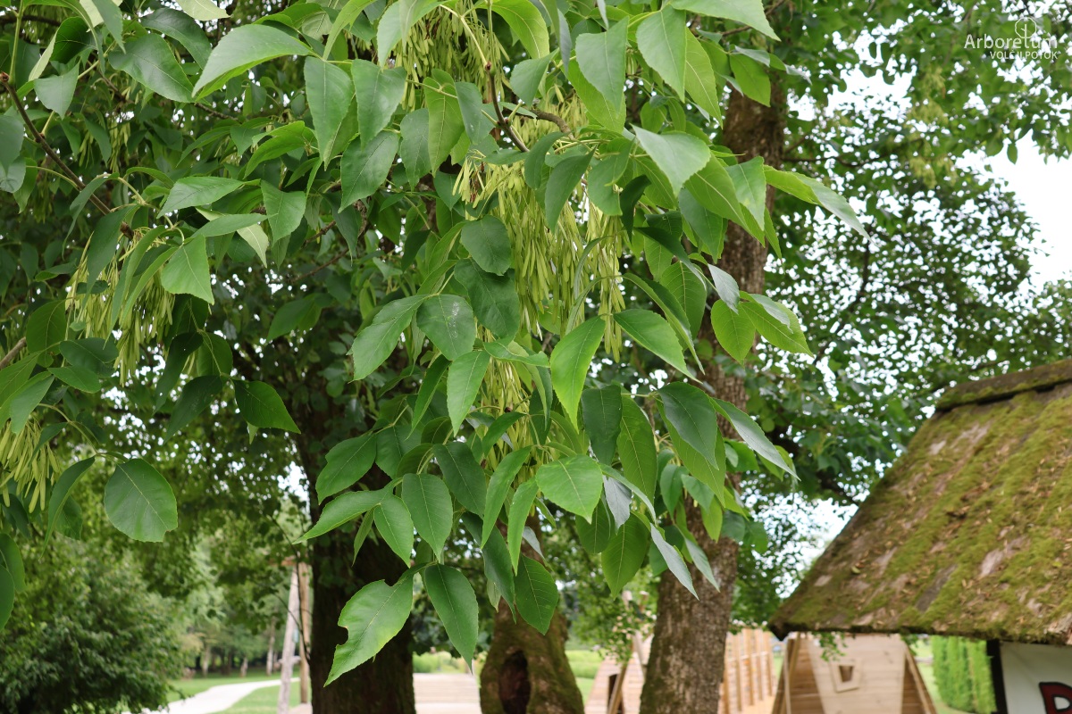 L-10-97_Fraxinus nigra_v