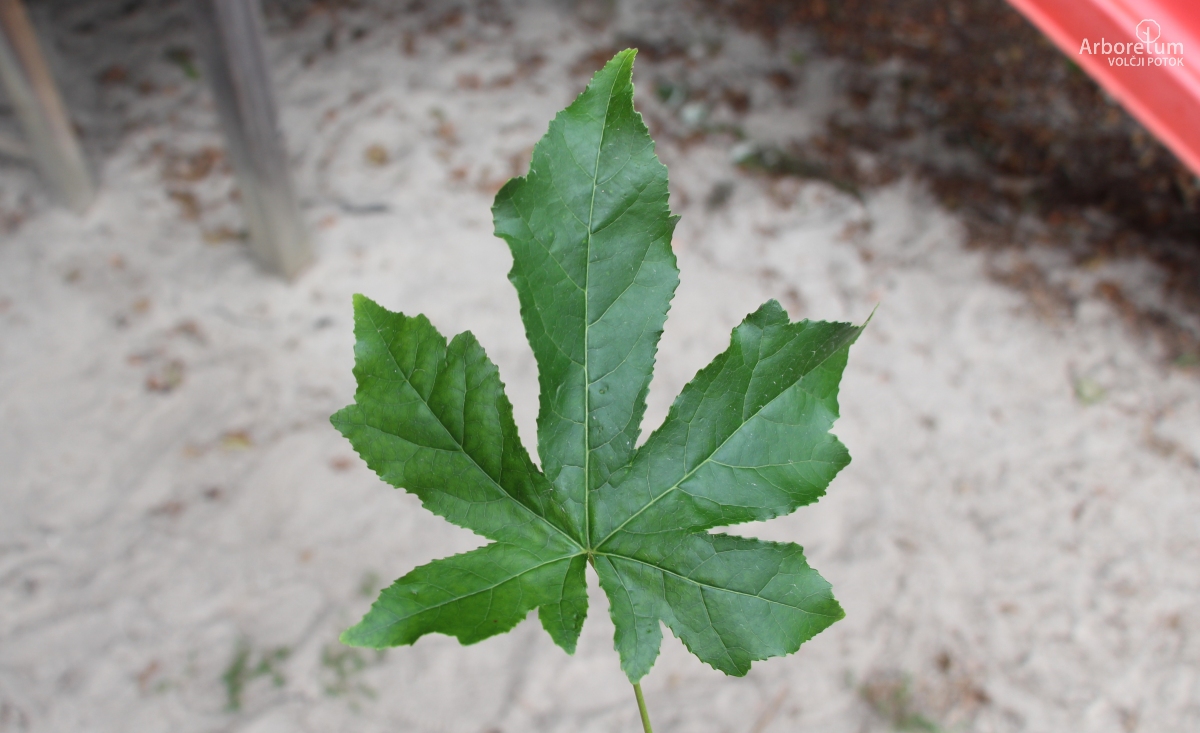 L-9-3_Liquidambar styraciflua ‘Gum Ball’_l