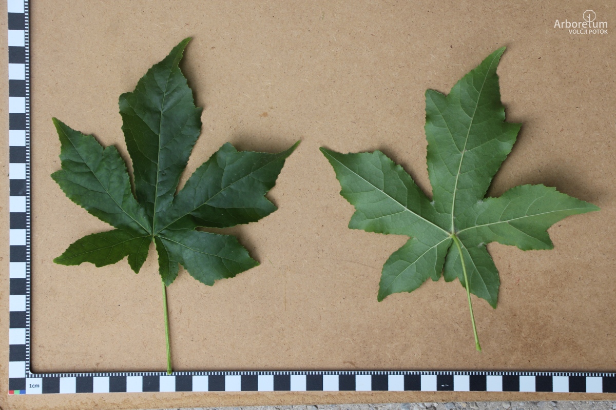 L-9-3_Liquidambar styraciflua ‘Gum Ball’_l5